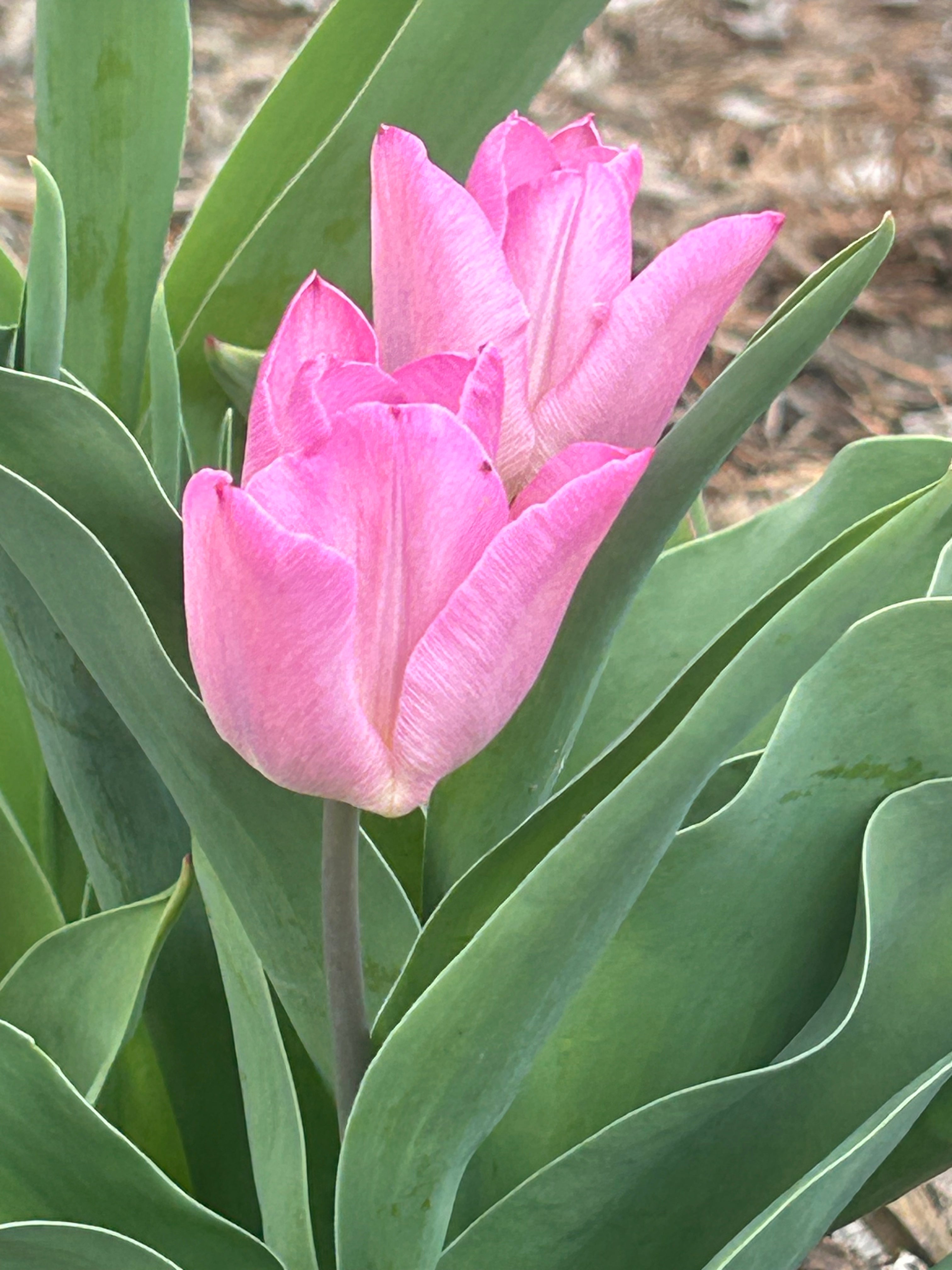 The Greenhouse Diary: Welcoming a "Gray" Spring in Weiser